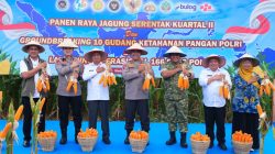 Polda Sumut Ikuti Panen Raya Jagung Serentak Polri Bersama Presiden Prabowo, Dukung Ketahanan Pangan Nasional