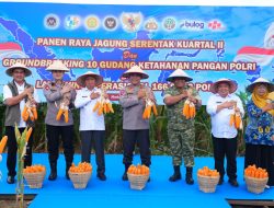 Polda Sumut Ikuti Panen Raya Jagung Serentak Polri Bersama Presiden Prabowo, Dukung Ketahanan Pangan Nasional