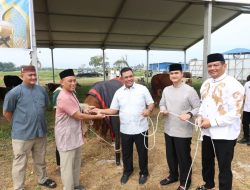 Polda Sumut Sembelih 31 Ekor Sapi di Hari Raya Idul Adha & Dibagikan dalam 4.976 Paket, Sapi Kurban Kapolda Berbobot 1 Ton