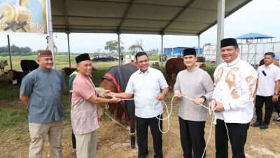 Polda Sumut Sembelih 31 Ekor Sapi di Hari Raya Idul Adha & Dibagikan dalam 4.976 Paket, Sapi Kurban Kapolda Berbobot 1 Ton