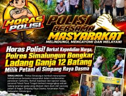 Polsek Panei Tongah Ungkap Ladang Ganja, 12 Batang Diamankan